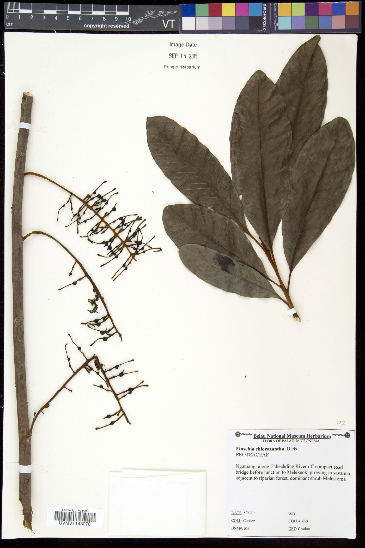 Finschia image