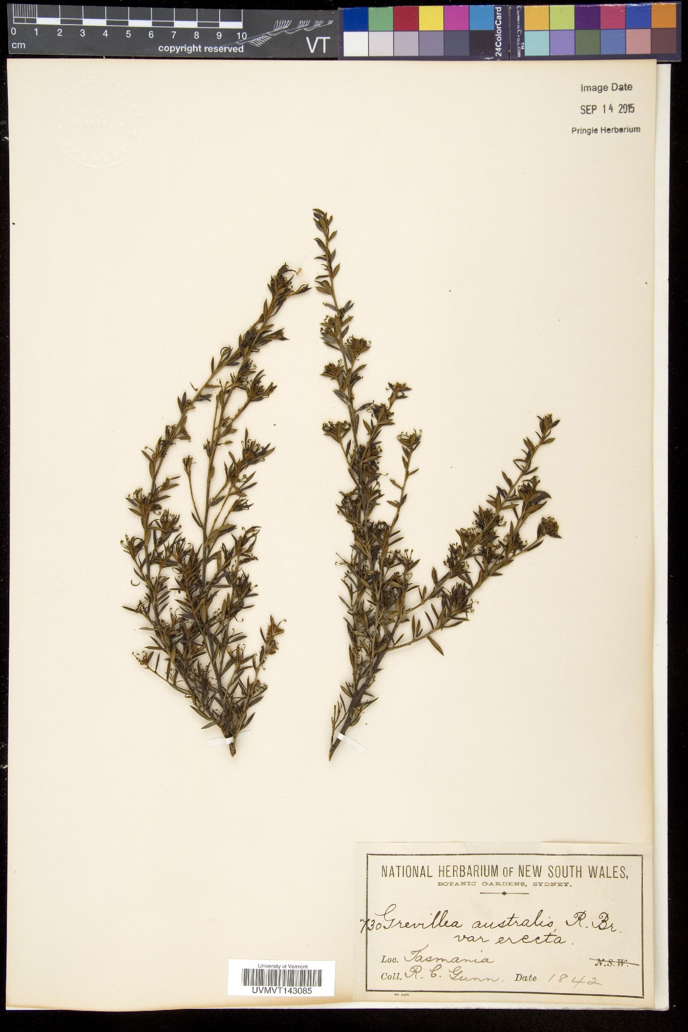 Grevillea australis image