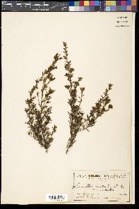 Grevillea australis image
