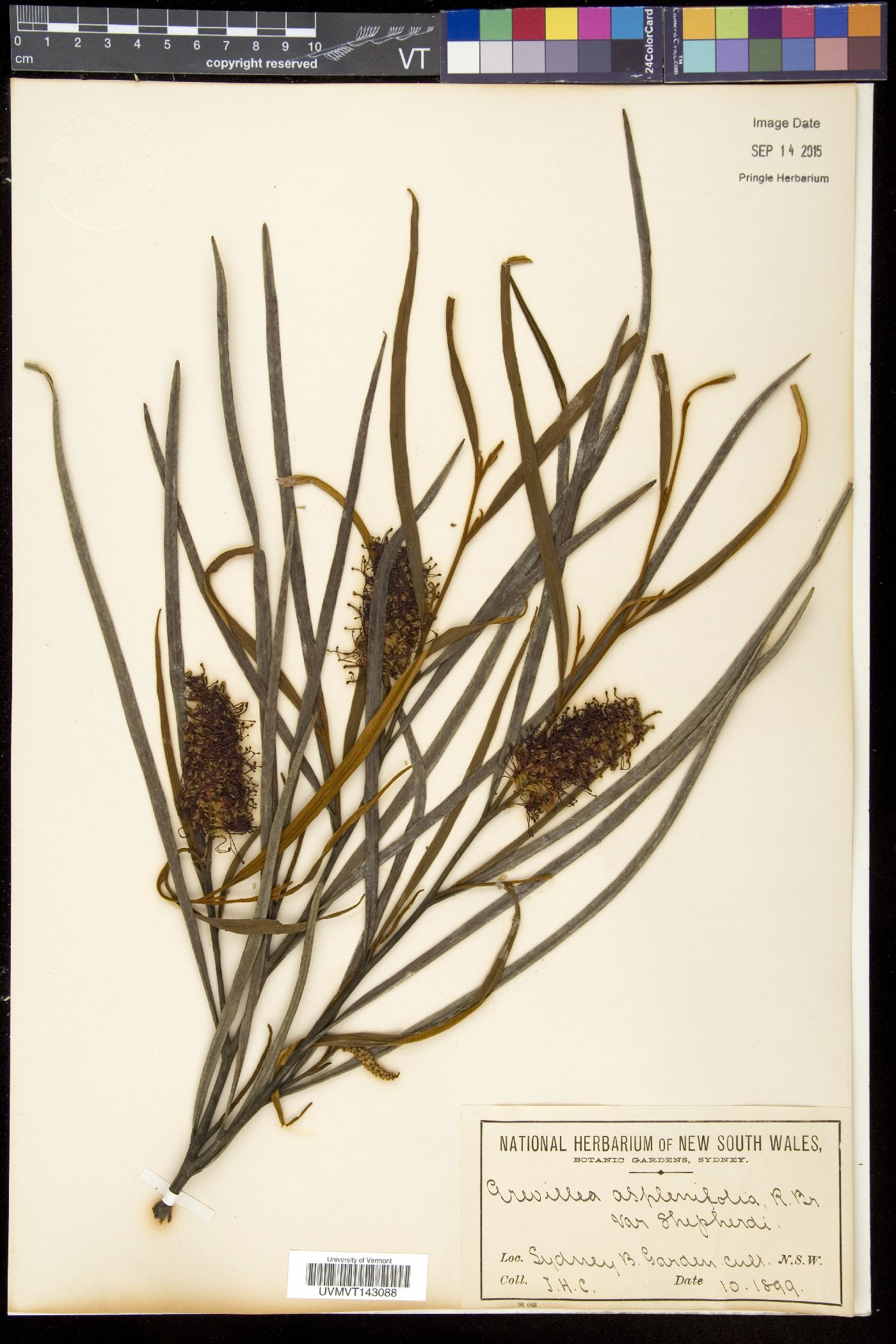 Grevillea aspleniifolia image