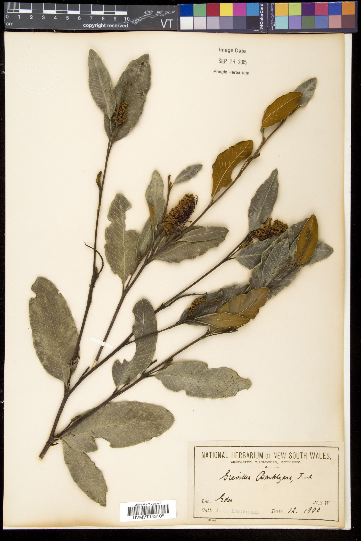 Grevillea barklyana image