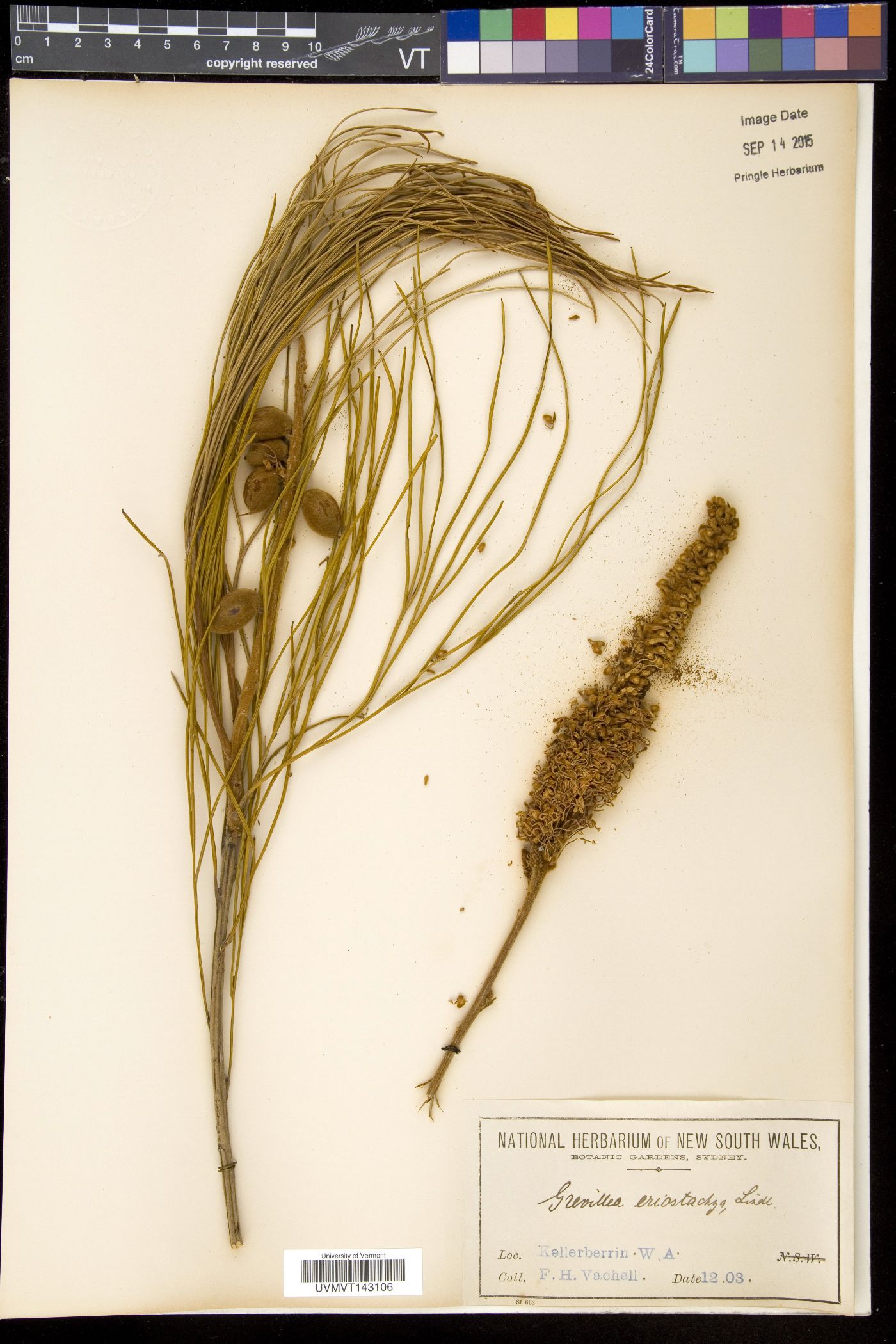 Grevillea eriostachya image