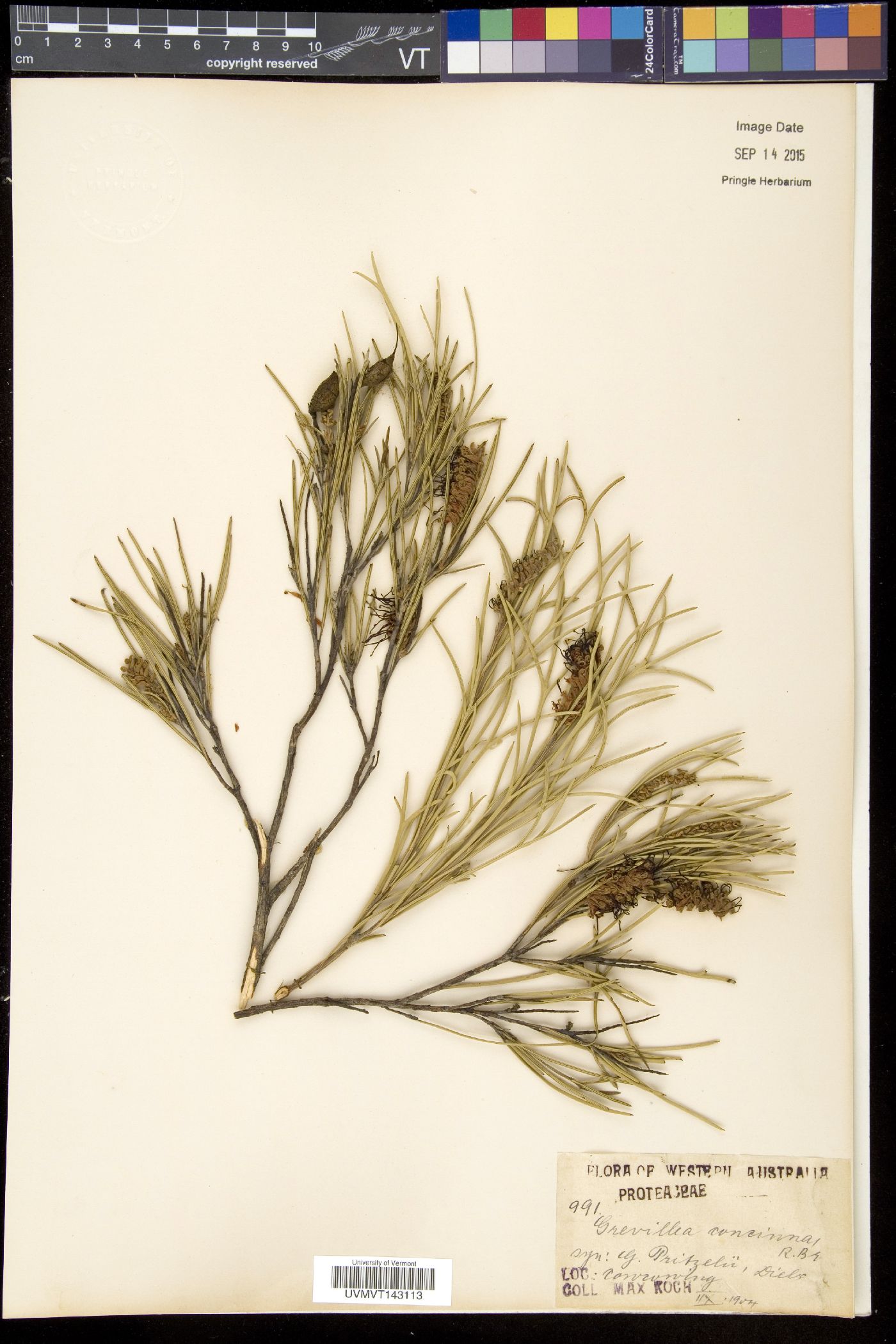 Grevillea concinna image