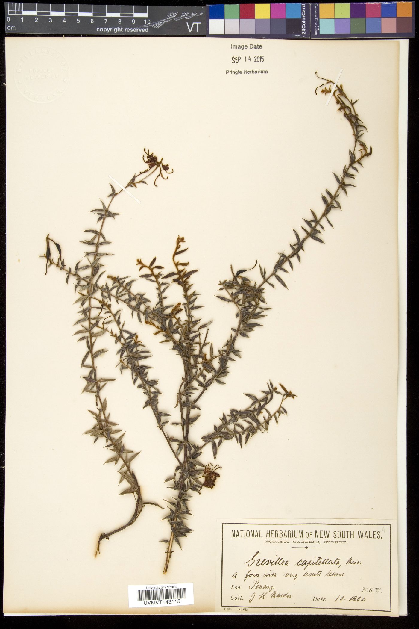 Grevillea capitellata image