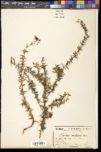 Grevillea capitellata image