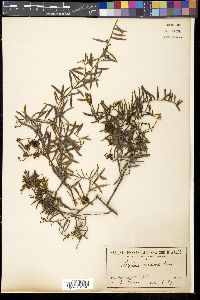 Media resource of Grevillea capitellata