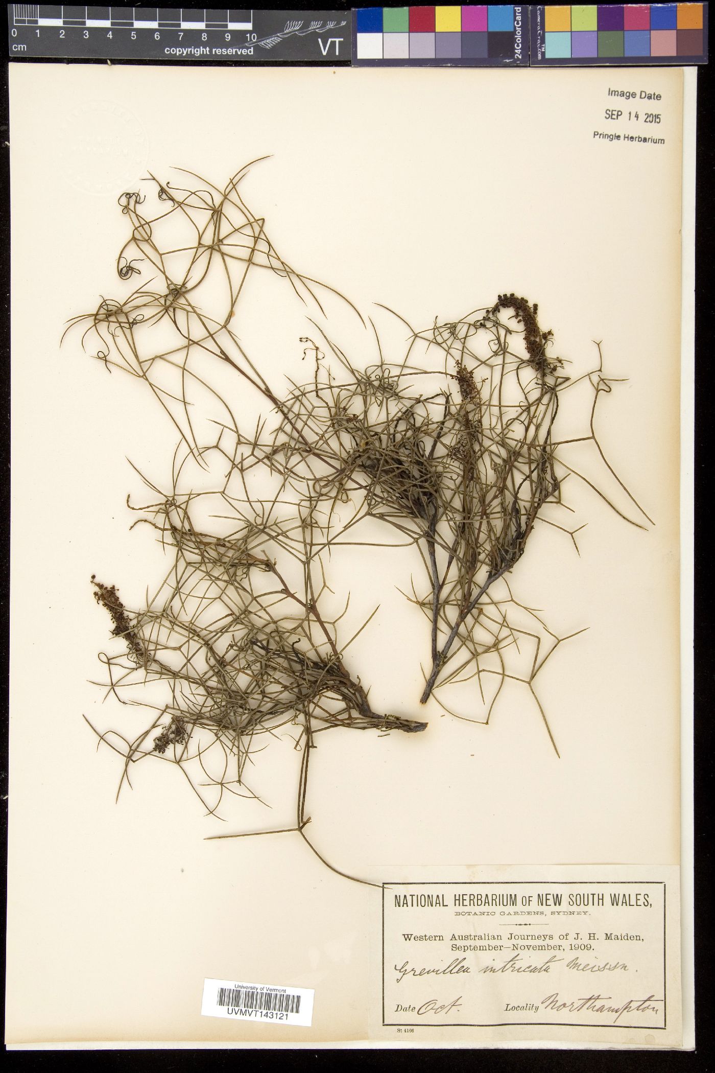 Grevillea intricata image