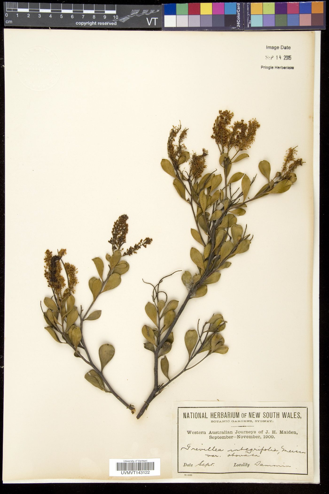 Grevillea integrifolia image
