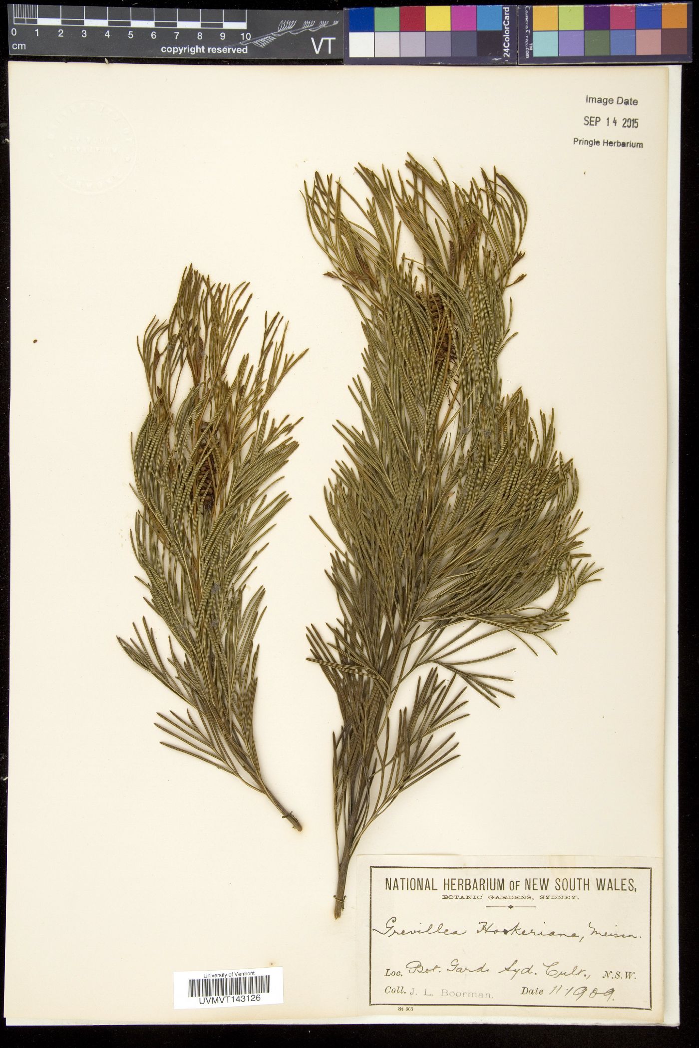 Grevillea hookeriana image