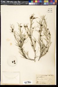 Media resource of Grevillea hakeoides