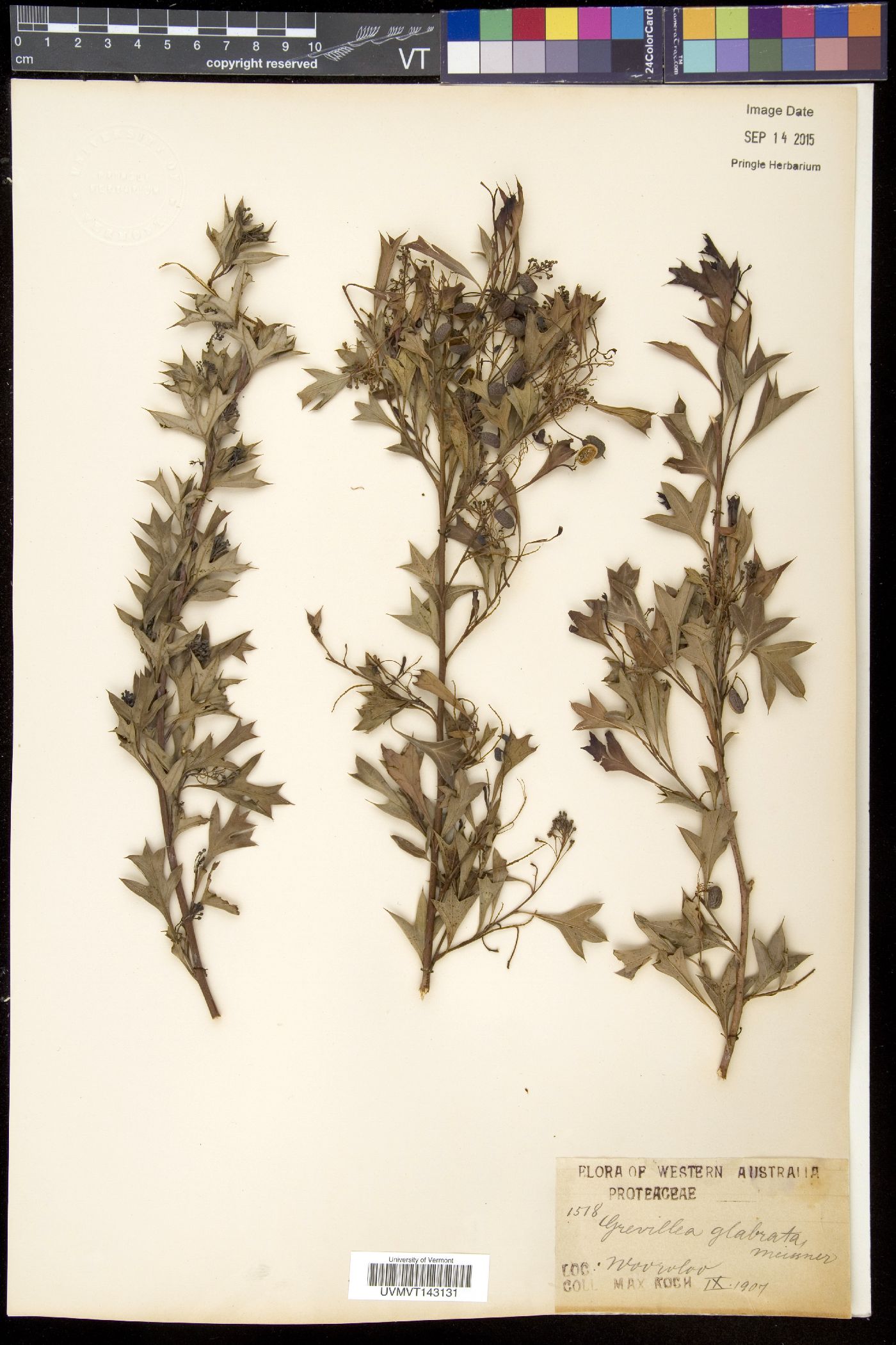 Grevillea manglesii image