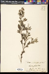 Grevillea manglesii image