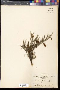 Media resource of Grevillea floribunda