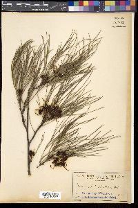 Media resource of Grevillea longistyla