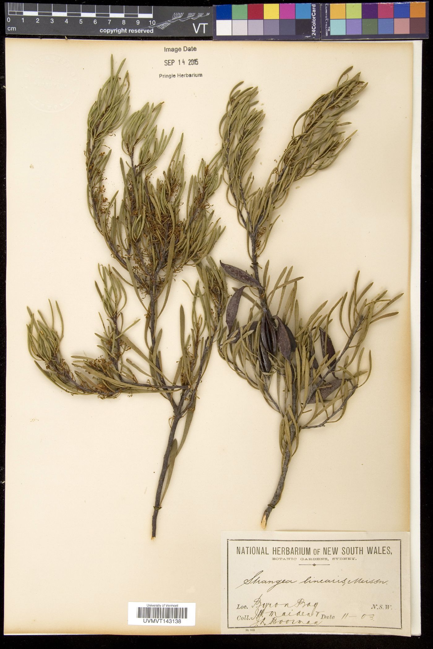 Grevillea linearis image
