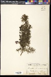 Grevillea lavandulacea image