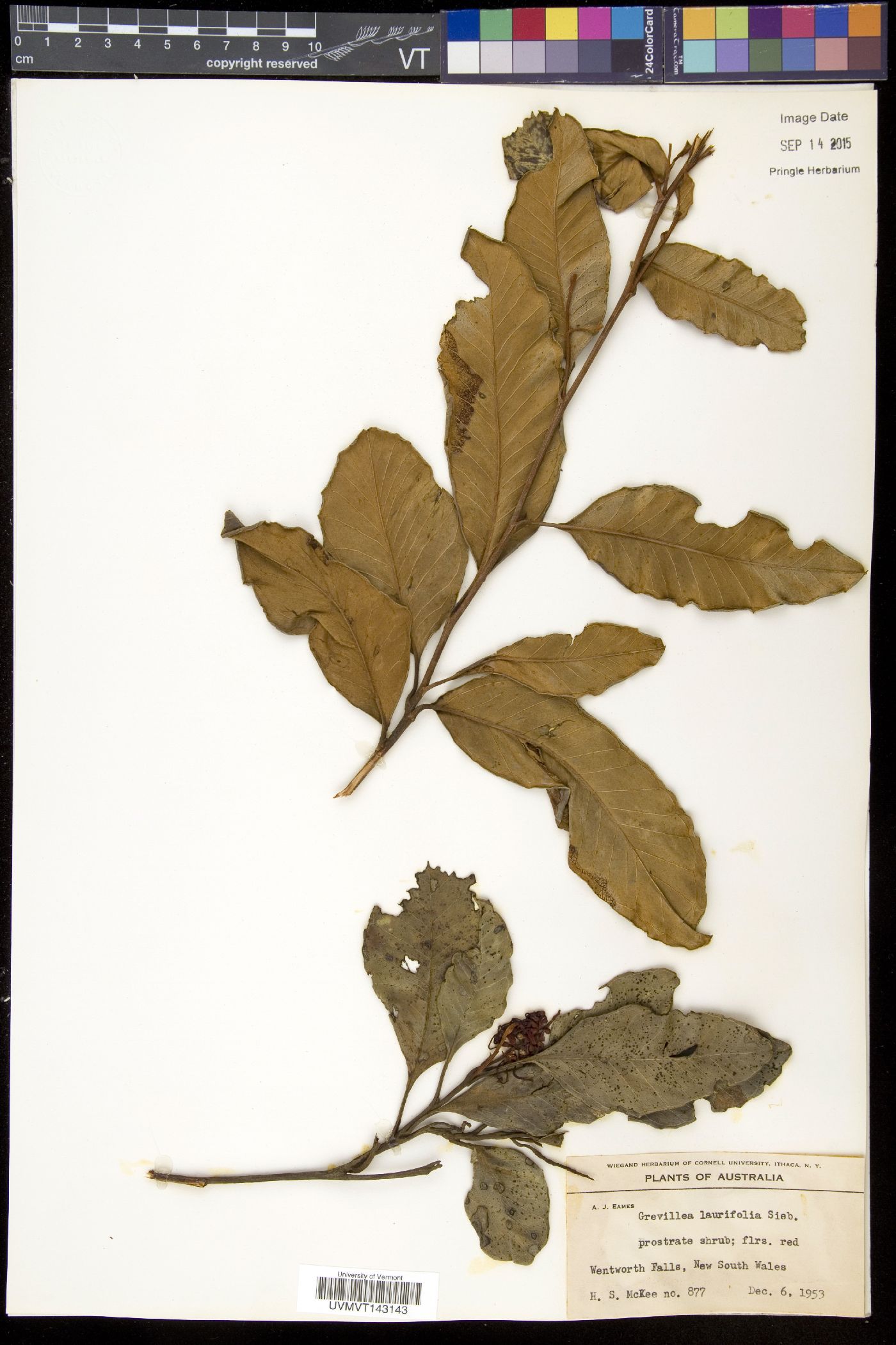 Grevillea laurifolia image
