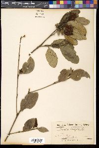 Media resource of Grevillea laurifolia