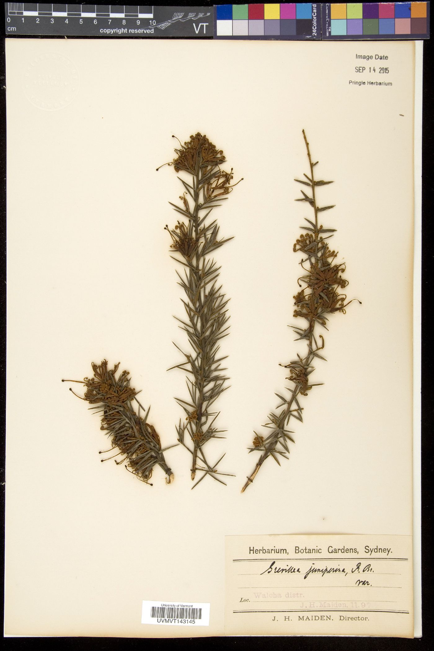 Grevillea juniperina image
