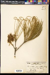 Grevillea juncifolia image