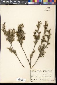 Media resource of Grevillea pectinata