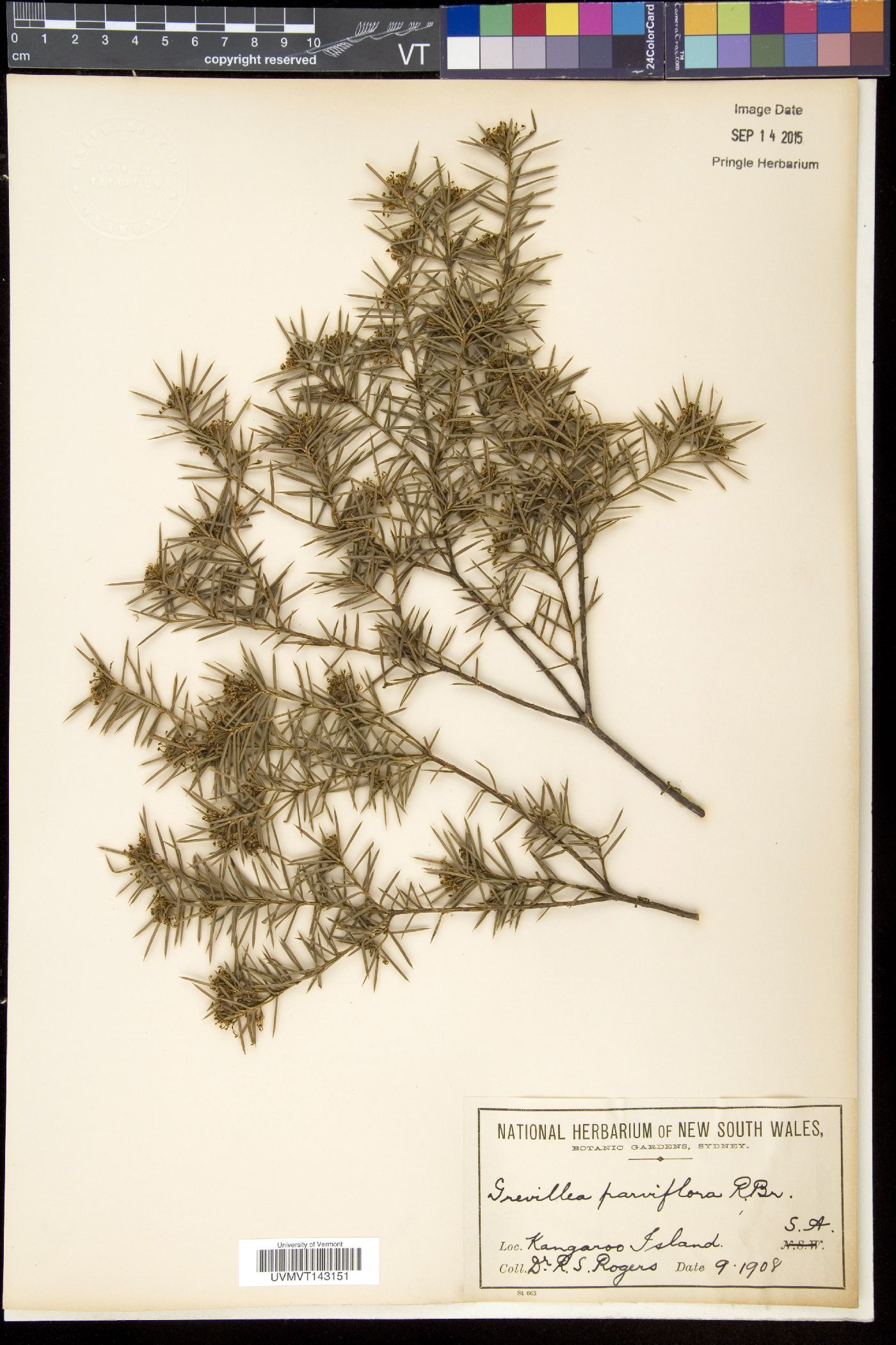 Grevillea parviflora image