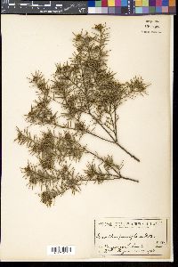 Media resource of Grevillea parviflora