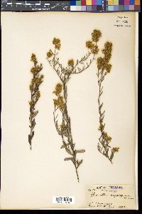 Grevillea pilulifera image