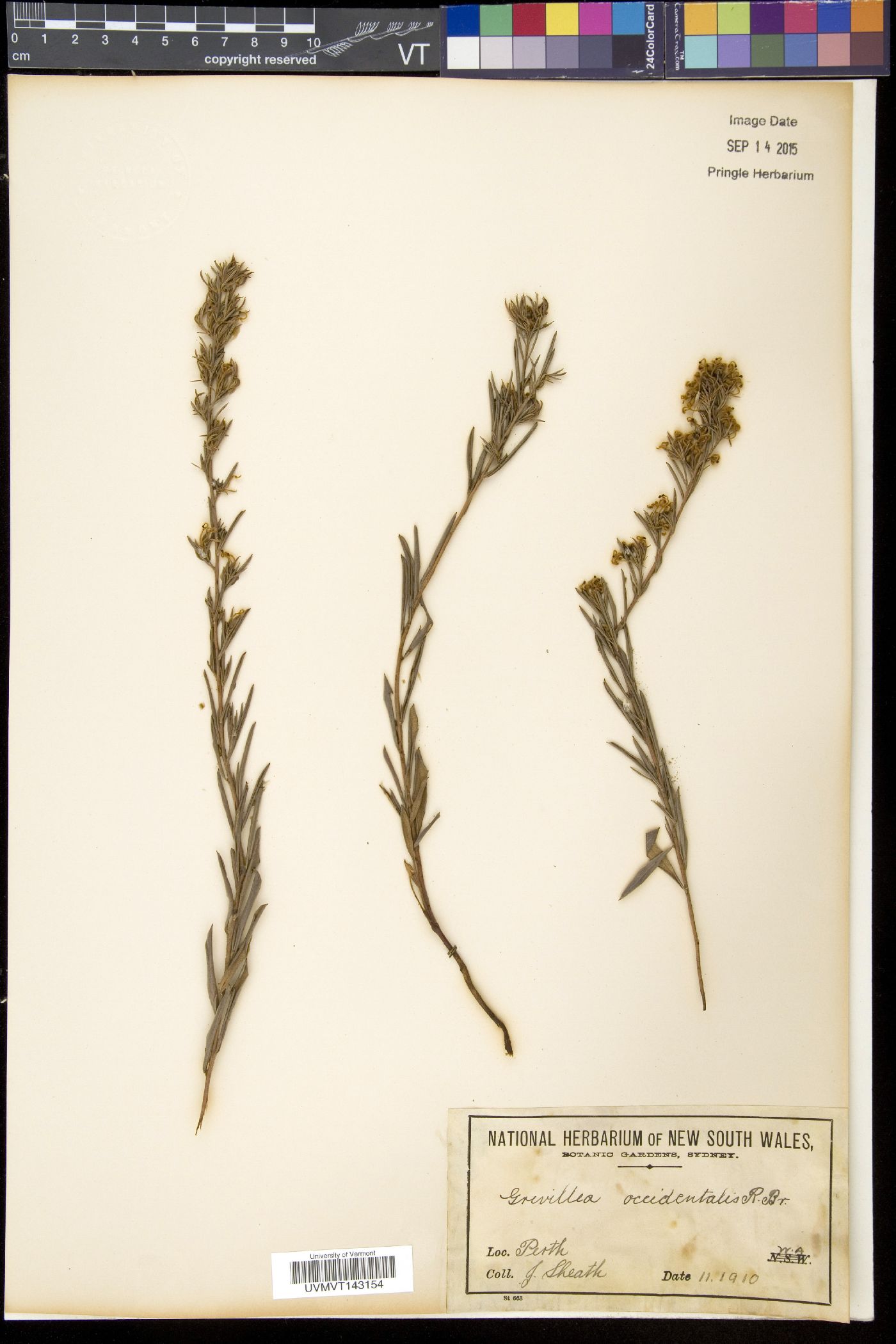 Grevillea occidentalis image