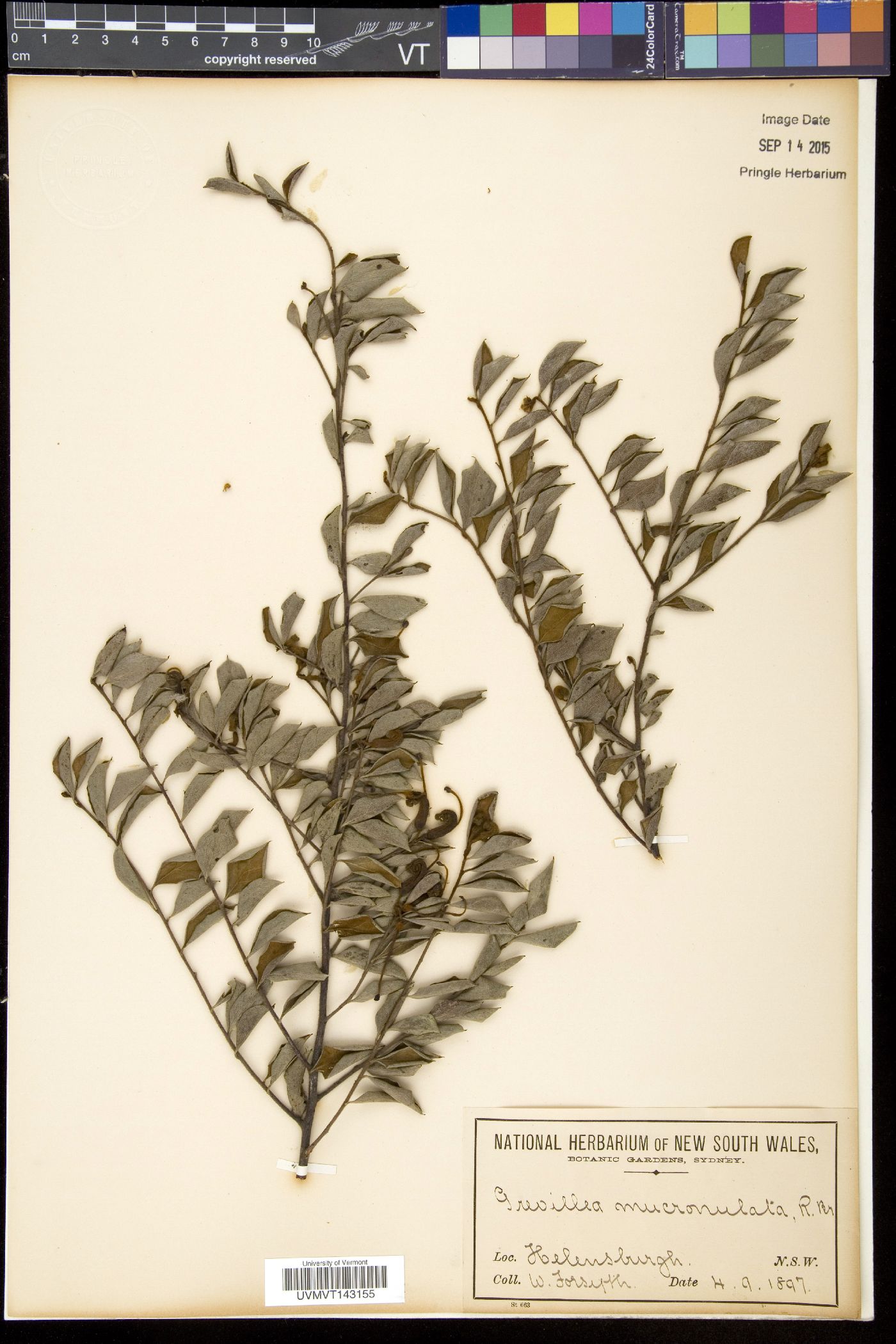Grevillea mucronulata image