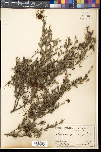 Grevillea speciosa image