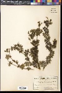 Media resource of Grevillea pulchella