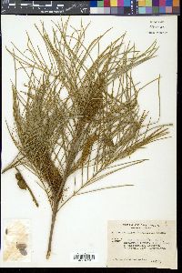 Media resource of Grevillea pteridifolia
