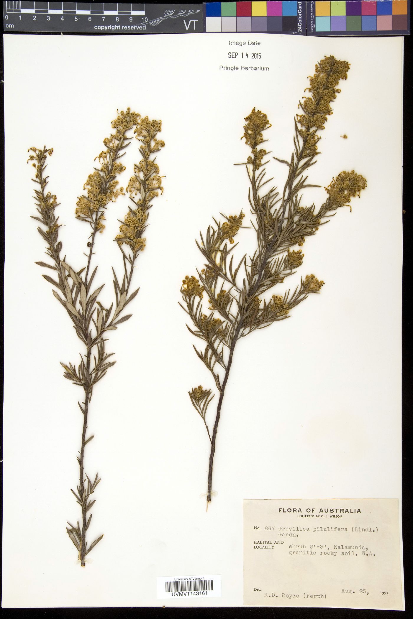 Grevillea pilulifera image
