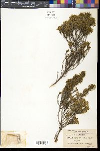Media resource of Grevillea pilulifera