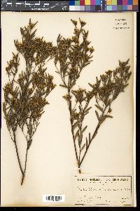 Media resource of Grevillea phylicoides
