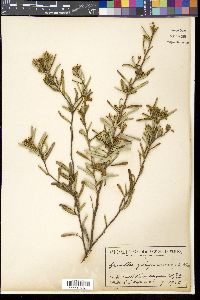 Media resource of Grevillea quinquenervis