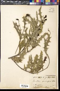 Media resource of Grevillea quercifolia