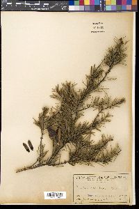 Hakea sericea image