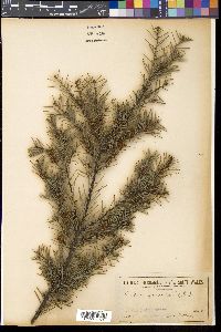 Hakea sericea image