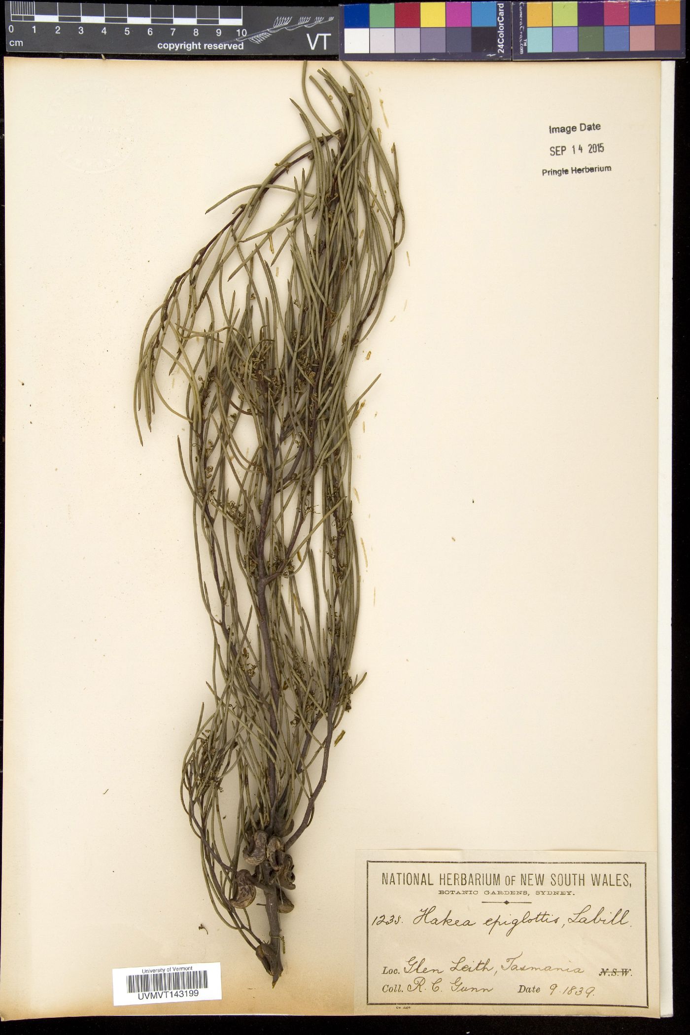 Hakea epiglottis image