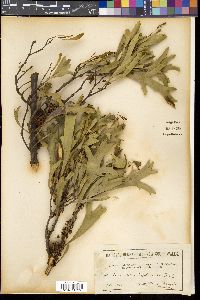 Media resource of Hakea ceratophylla