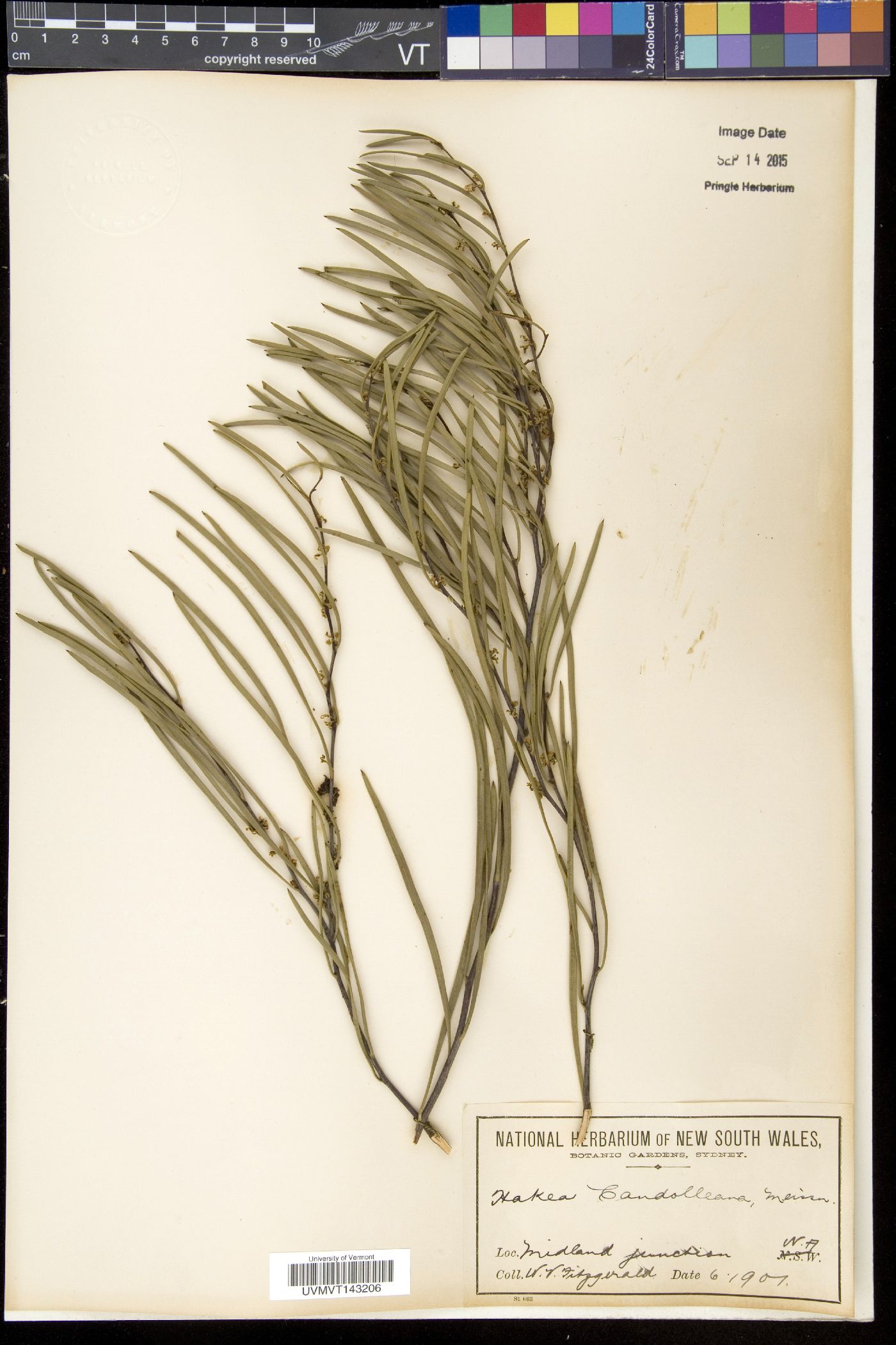 Hakea candolleana image