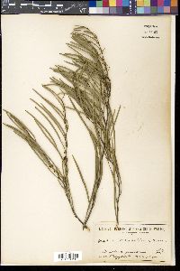 Media resource of Hakea candolleana