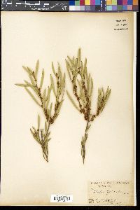 Media resource of Hakea falcata