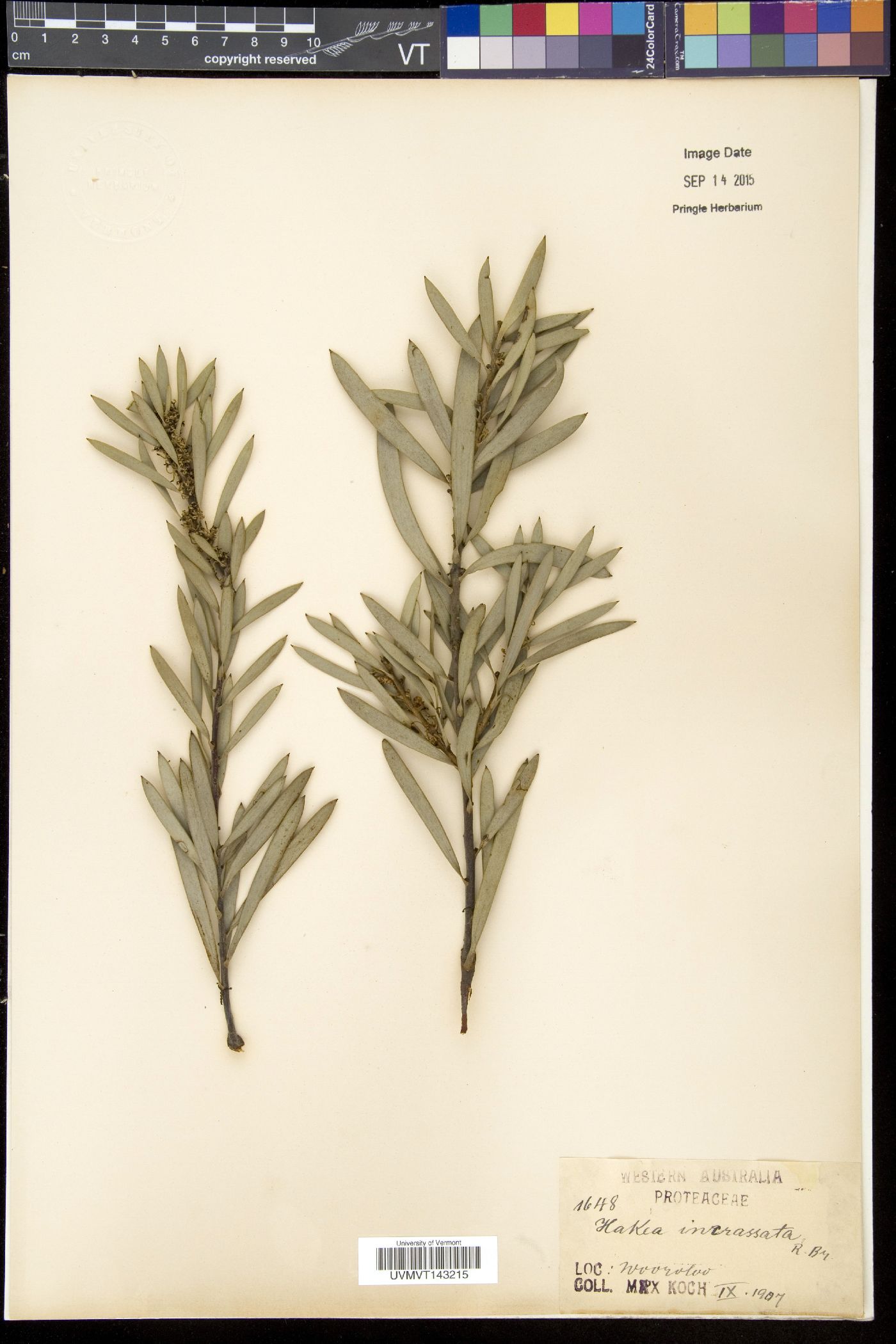 Hakea incrassata image