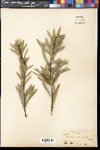 Hakea incrassata image