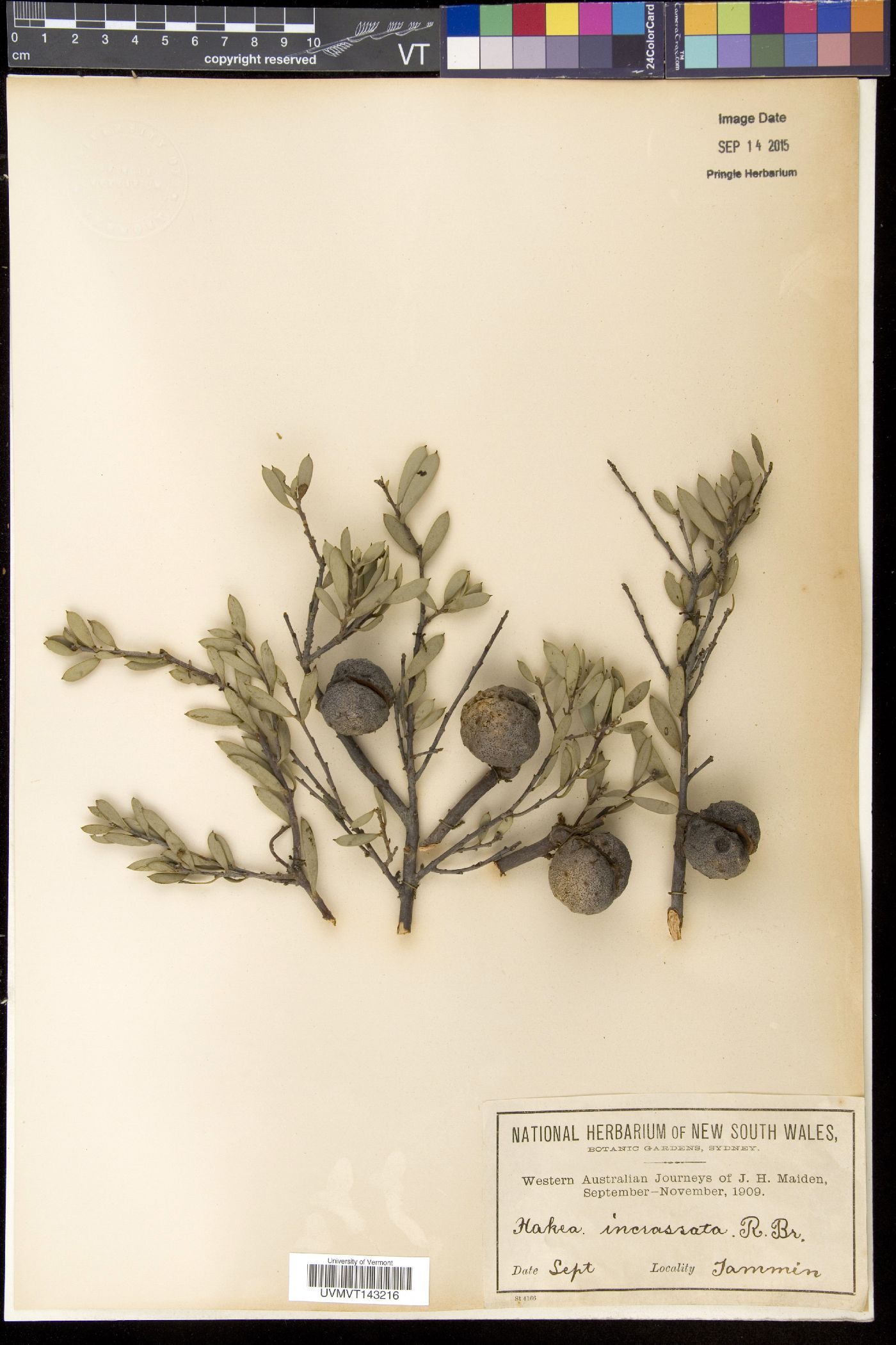 Hakea incrassata image