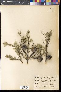 Media resource of Hakea incrassata