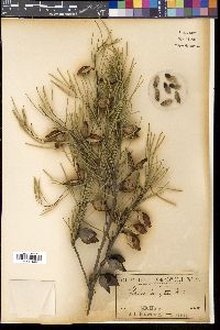 Hakea leucoptera image